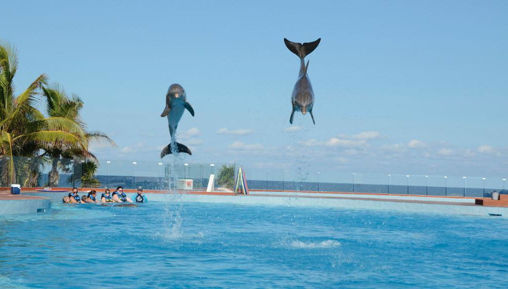 Dolphin Swim Adventure in Grand Sirenis Akumal-Tulum - Photo 1